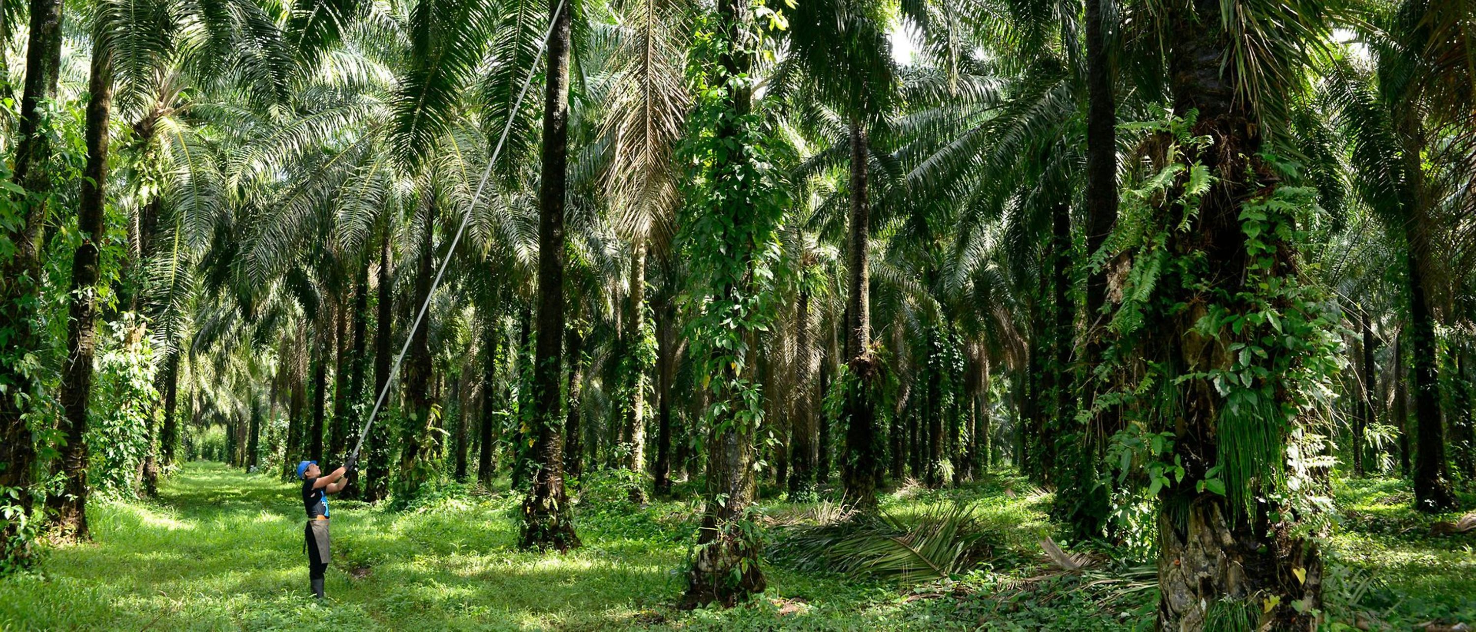 Recoltarea fructelor de palmier într-o plantație
