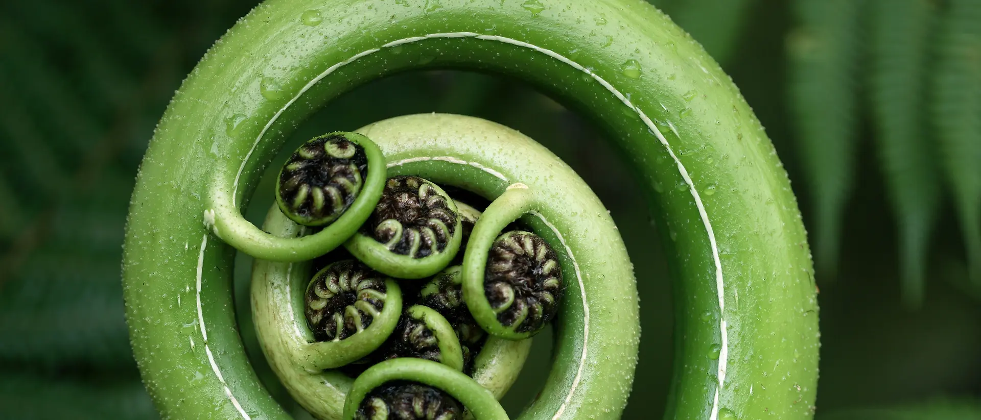O imagine de aproape a unei fronde de ferigă verde care se desfășoară, în formă de spirală, cu foliole mici, răsucite în centrul său, înconjurată de frunze de ferigă verzi și luxuriante.