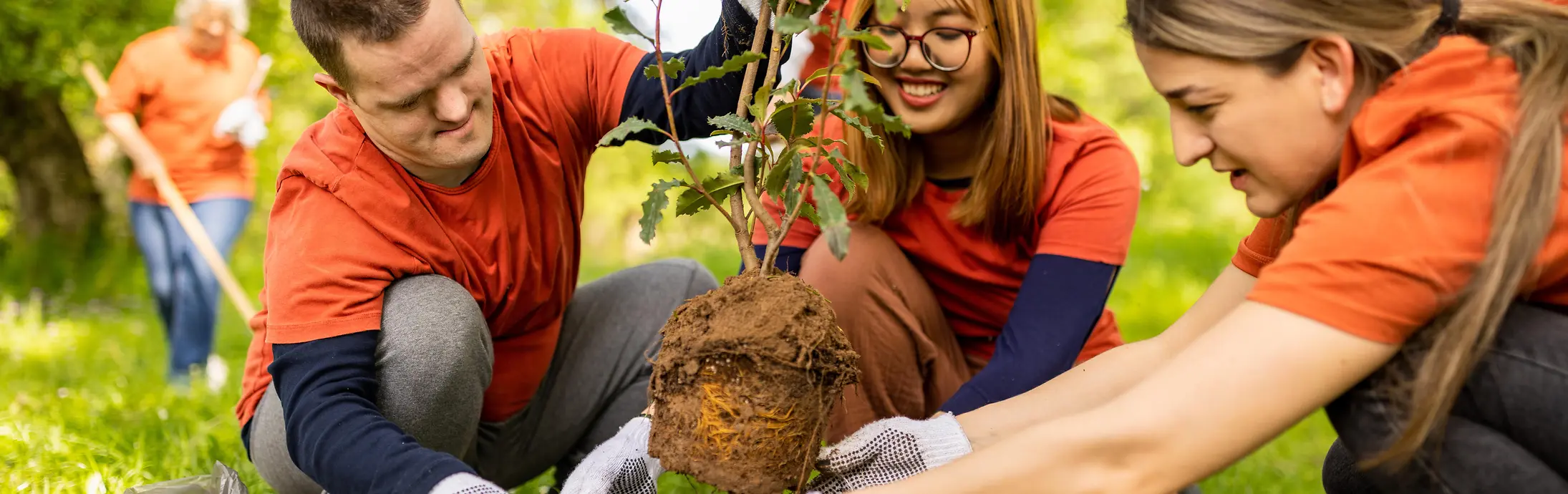 Mai multe persoane lucrează împreună în aer liber pentru a planta un copac într-o zonă de parc însorită și cu iarbă.